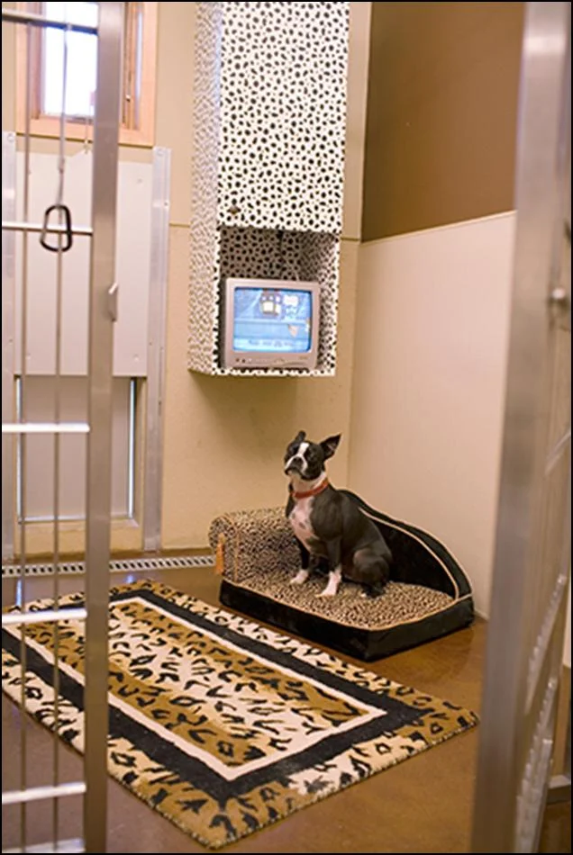 Our Own Success Story Best in Show Consulting