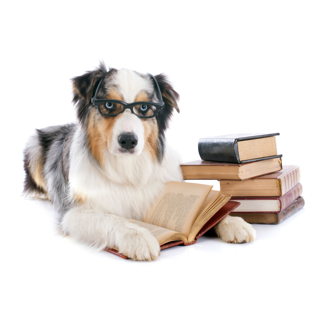 Stage 2 Tools To Run Your Pet Resort Best in Show Consulting