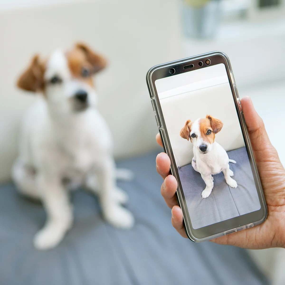 dogCamera.jpg