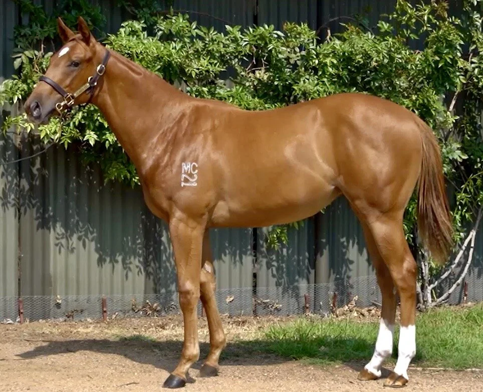 2020 Inglis Melbourne Premier Sale