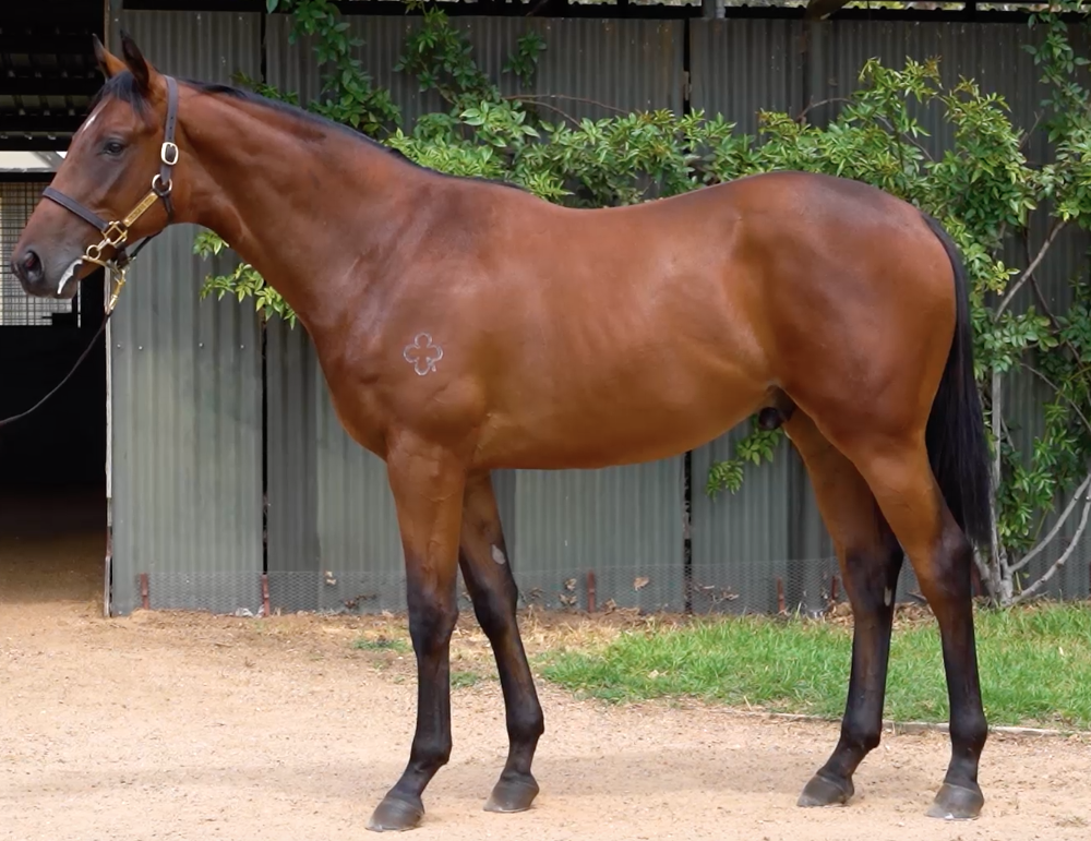2020 Inglis Melbourne Premier Sale