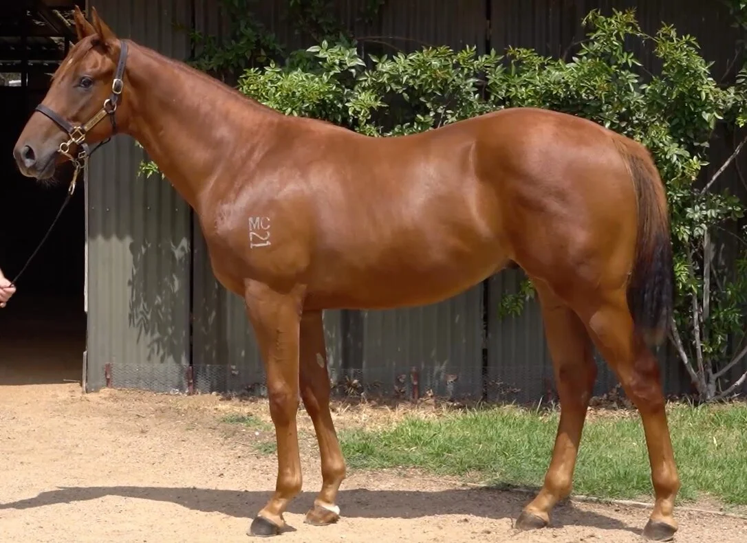 2020 Inglis Melbourne Premier Sale