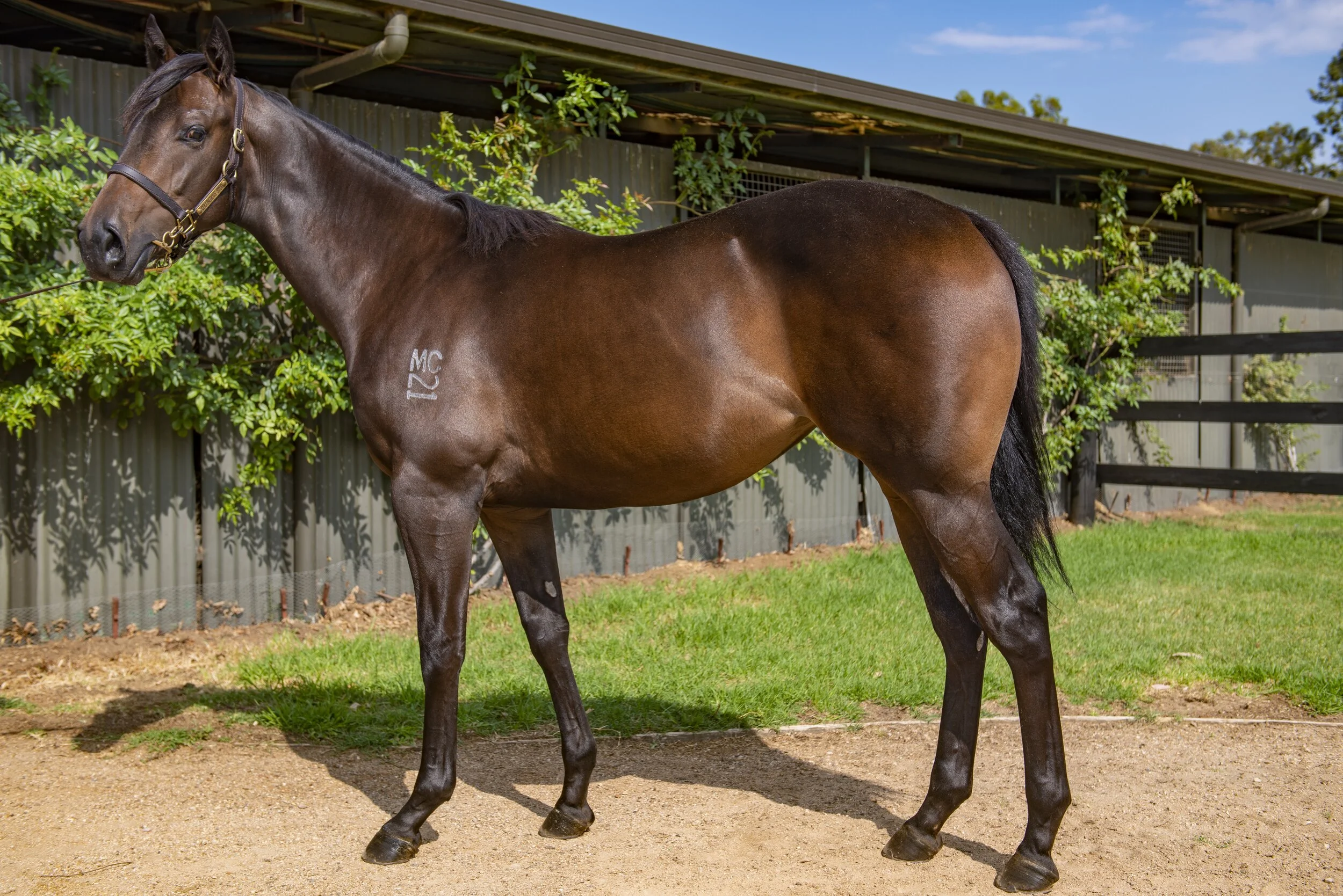 2020 Inglis Melbourne Premier Sale