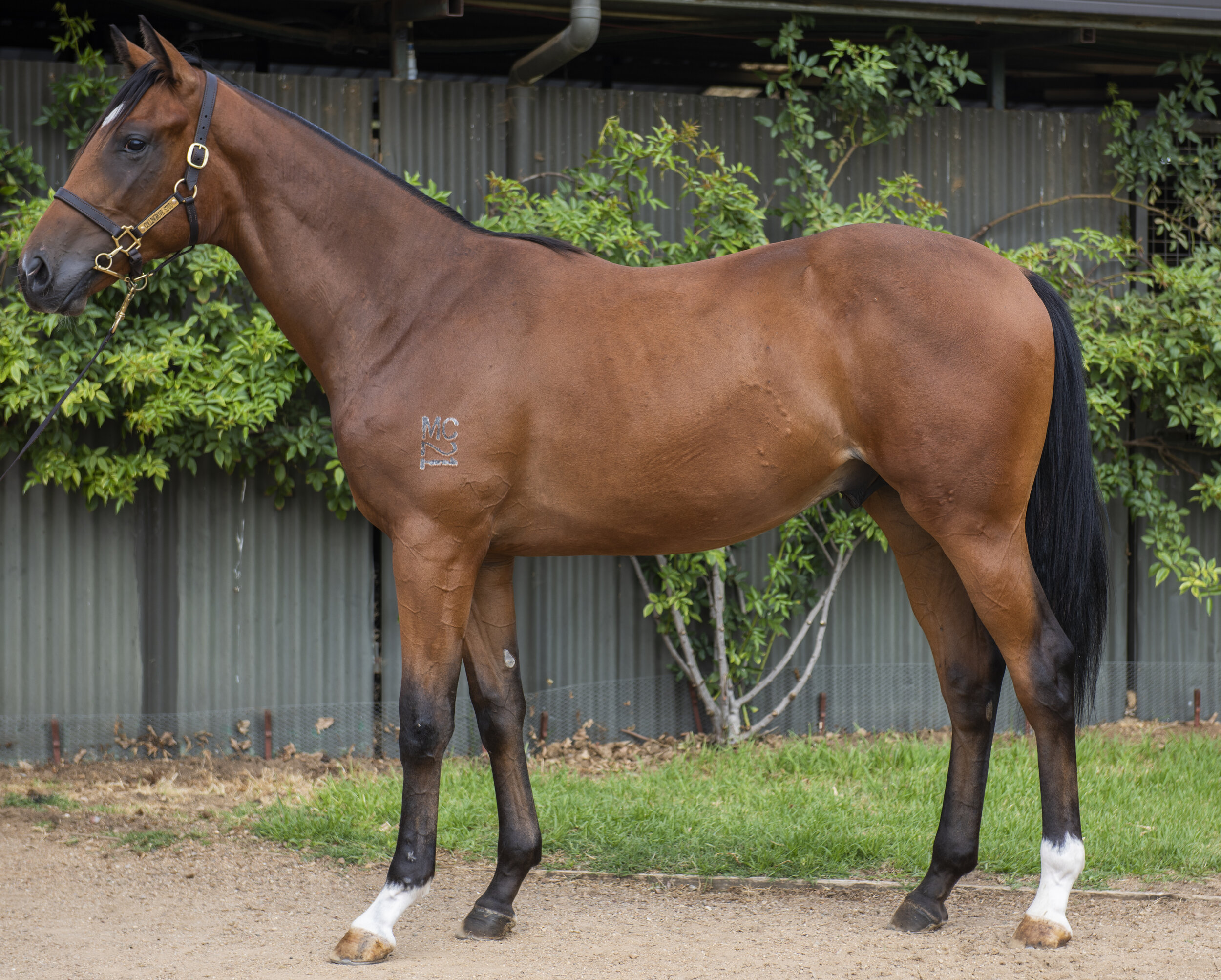 2020 Inglis Melbourne Premier Sale