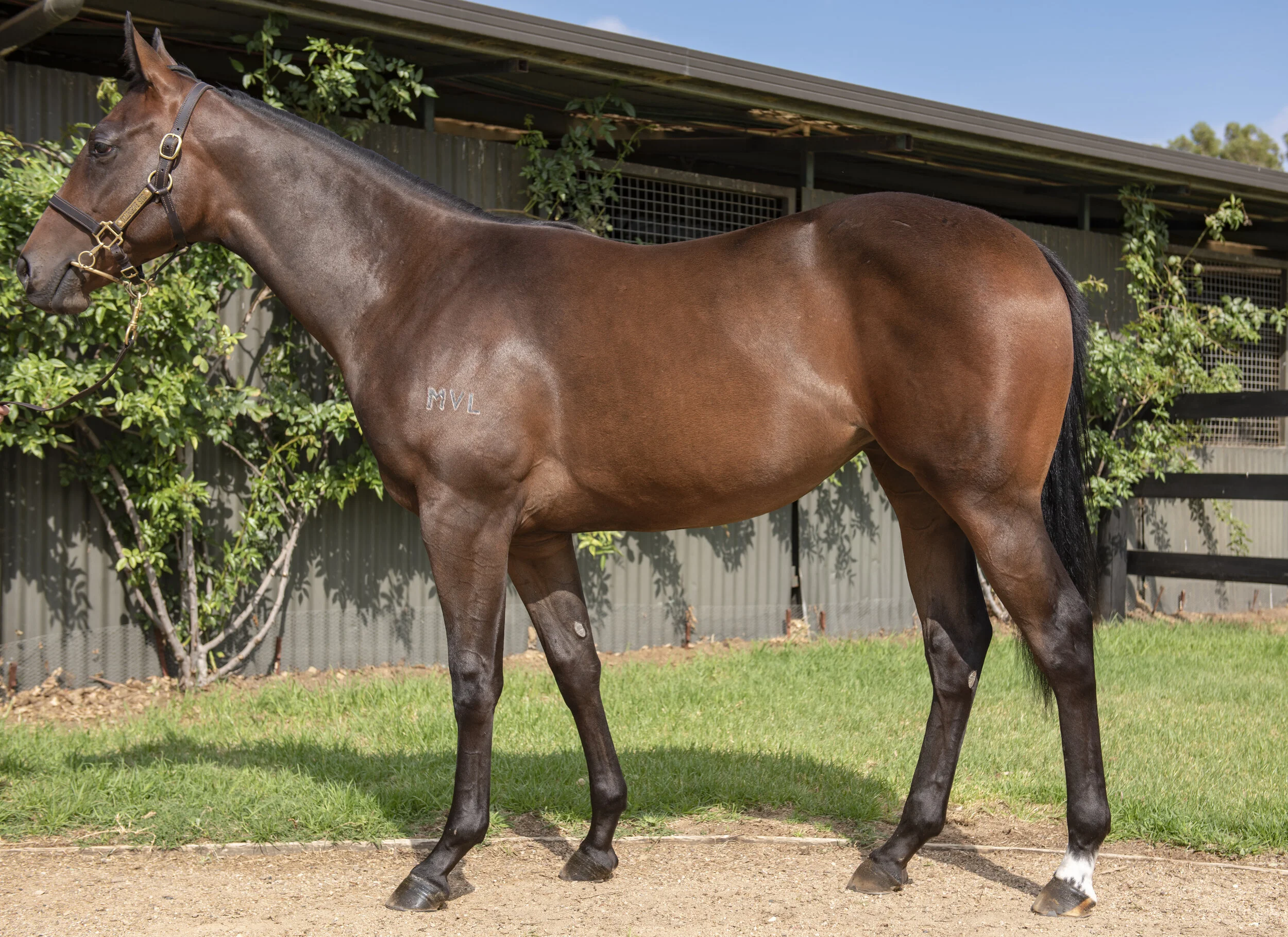 2020 Inglis Melbourne Premier Sale