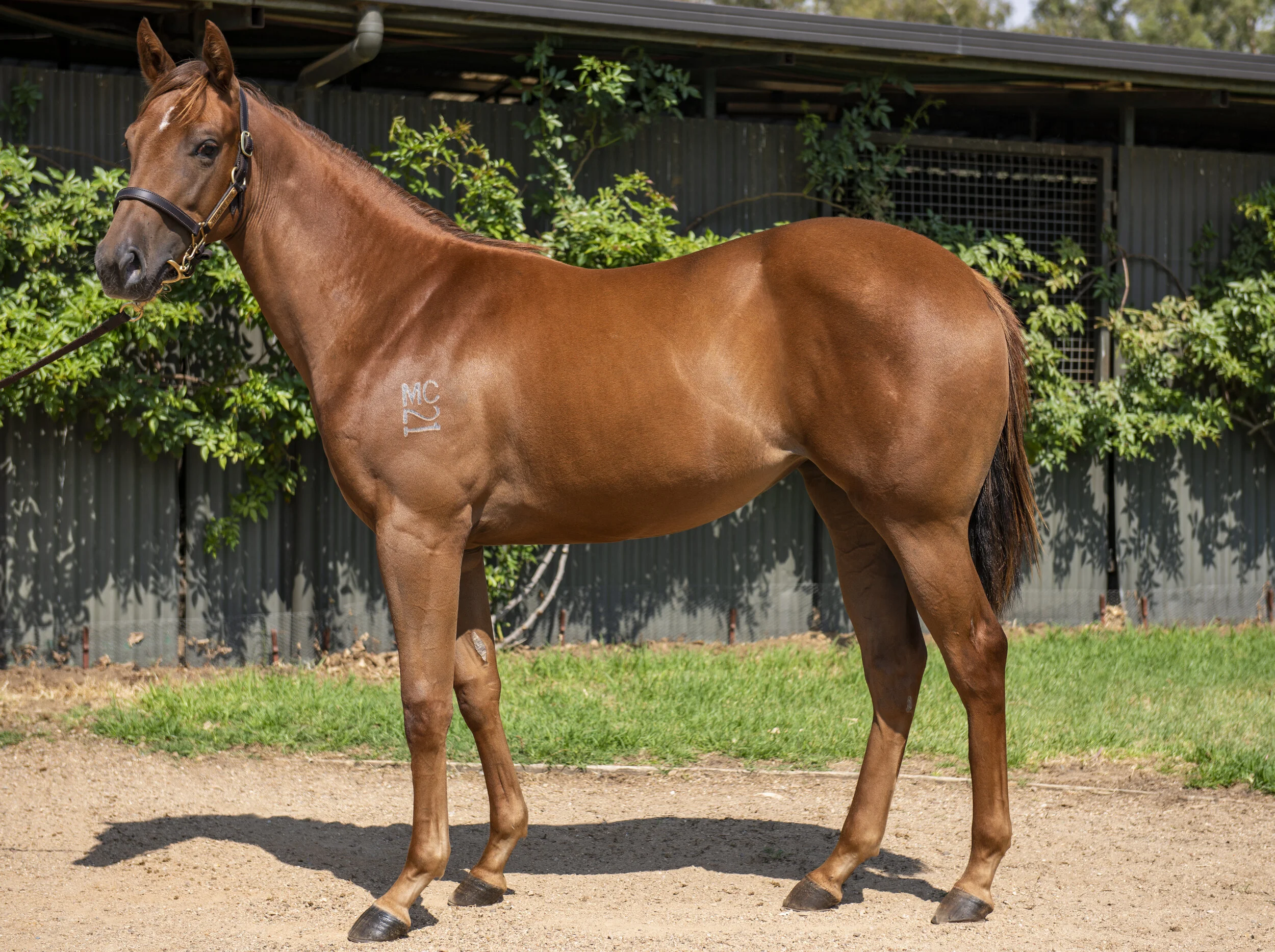 2020 Inglis Premier Sale