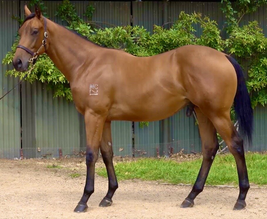 2020 Inglis Melbourne Premier Sale