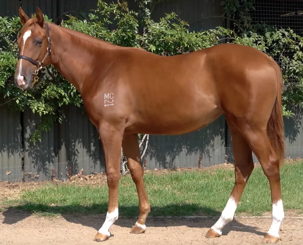 2020 Inglis Melbourne Premier Sale