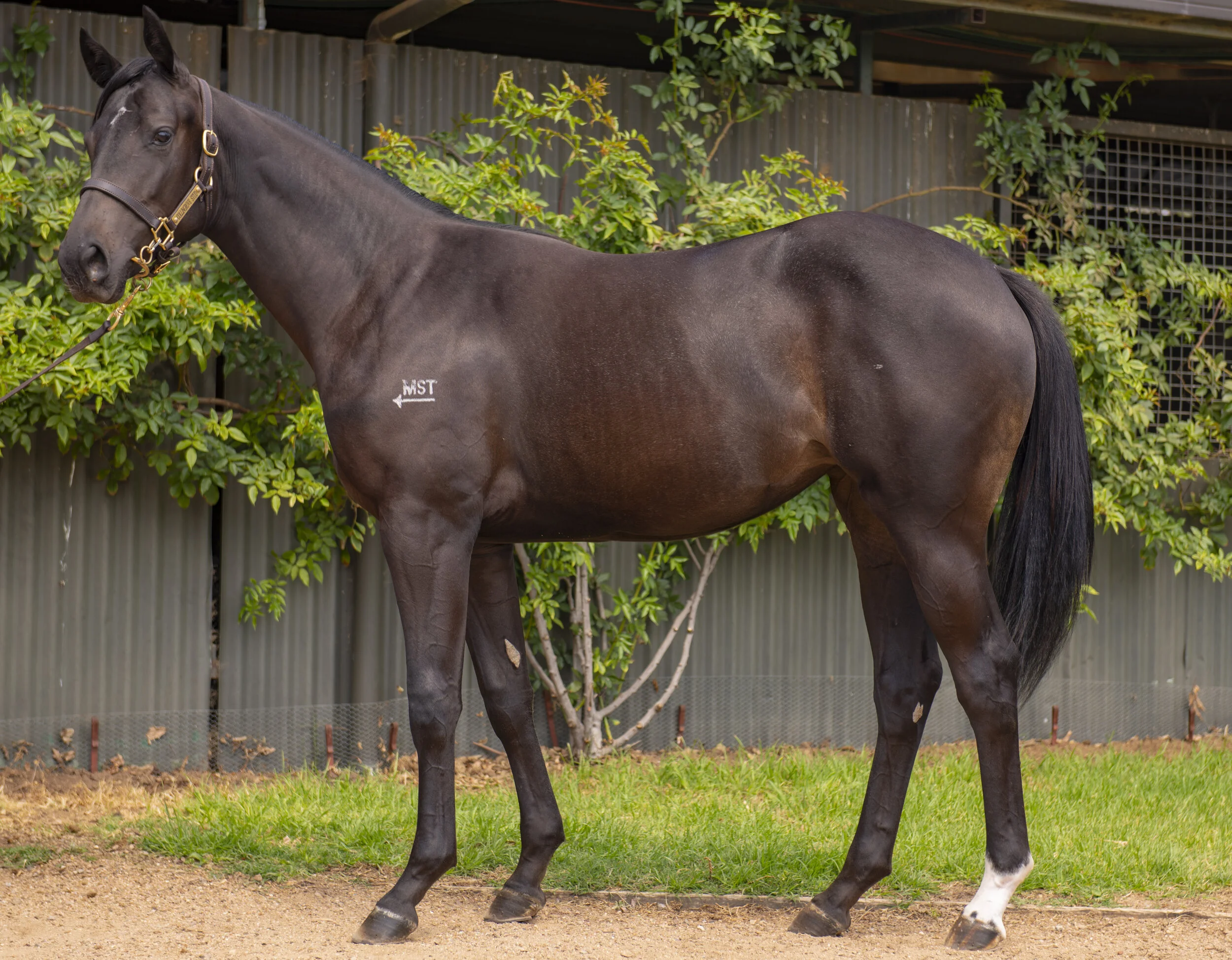 2020 Inglis Melbourne Premier Sale