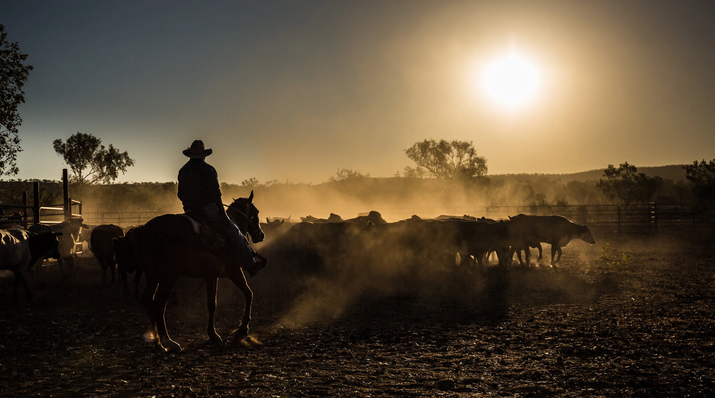 cattle-mustering-501504118_4000x2226.jpeg