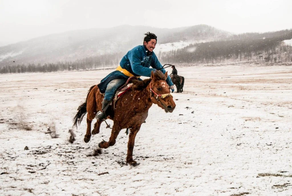 horse-1024x688.jpg