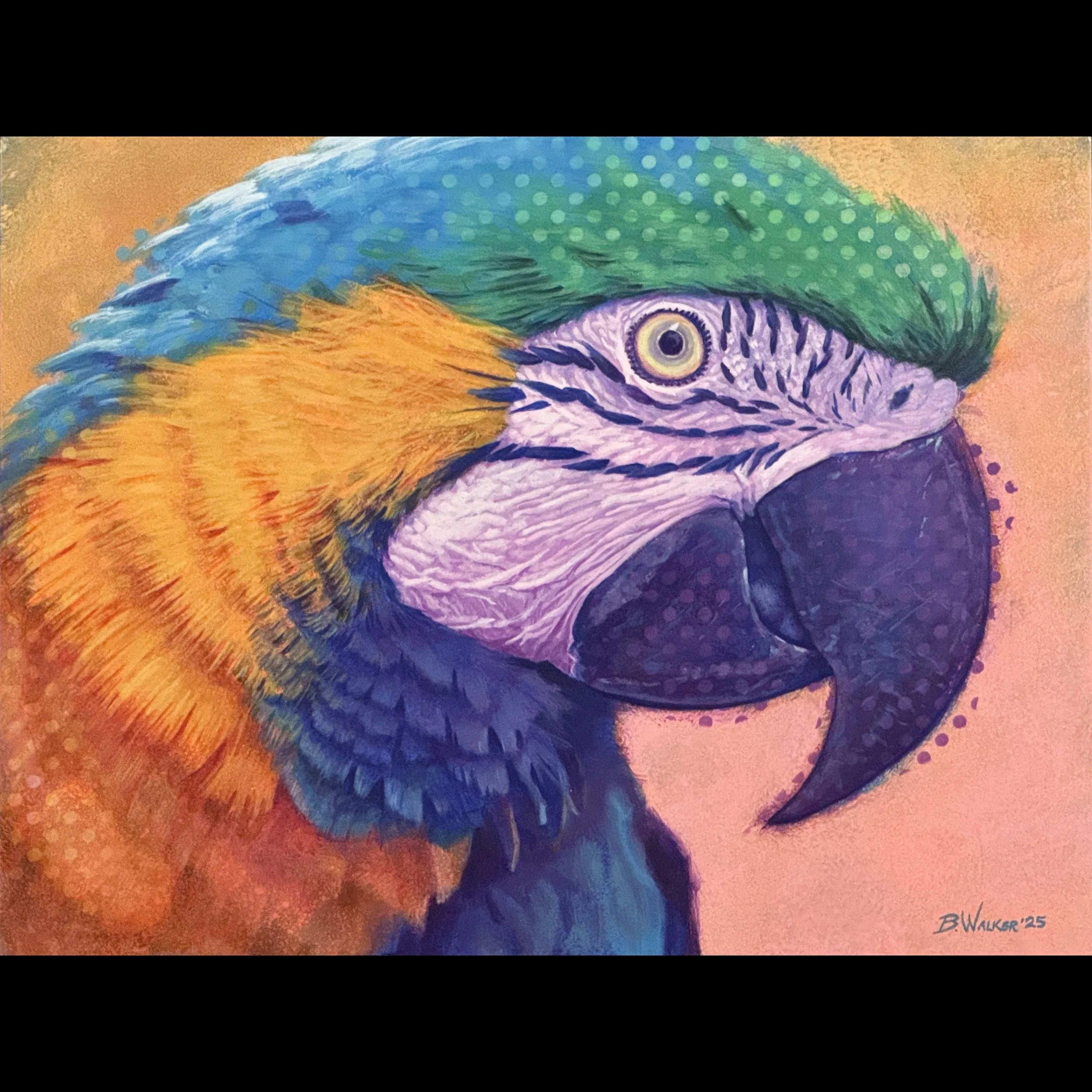 Macaw.1 FINAL Square RBG.jpg