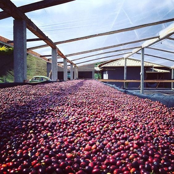 Coffee Cherries drying on a bed.