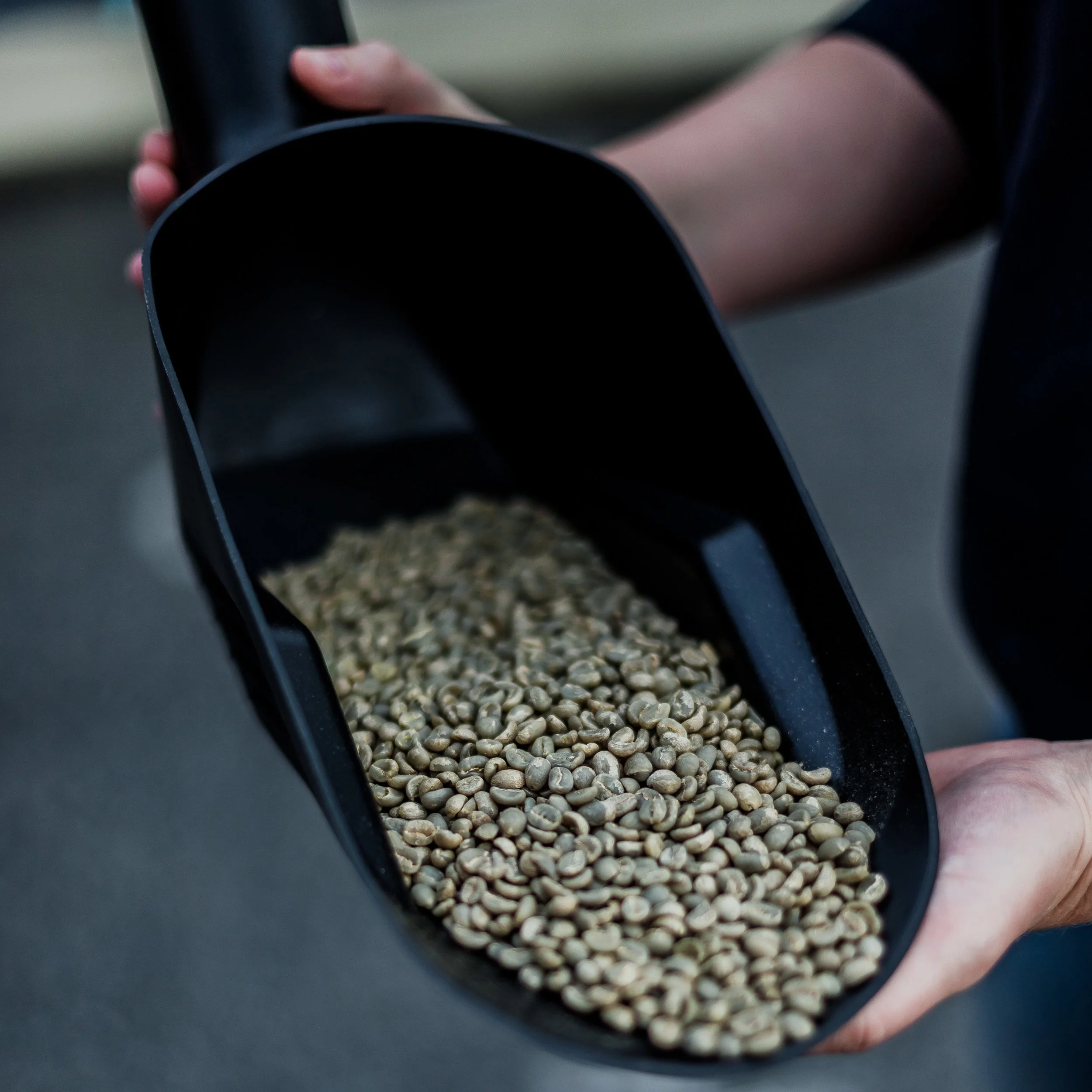 Green Beans; Where it all begins