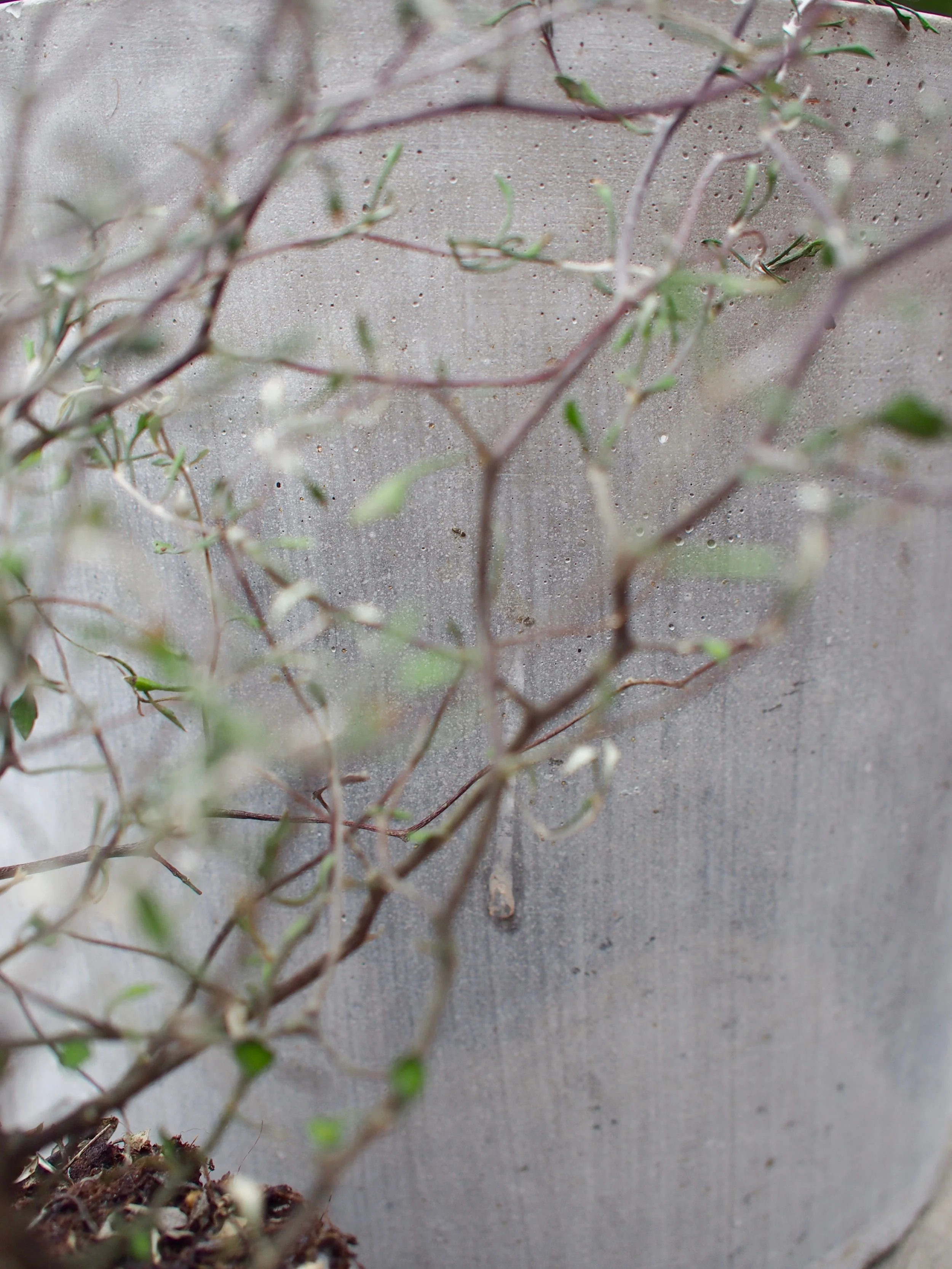 Veistoksellinen kummitus