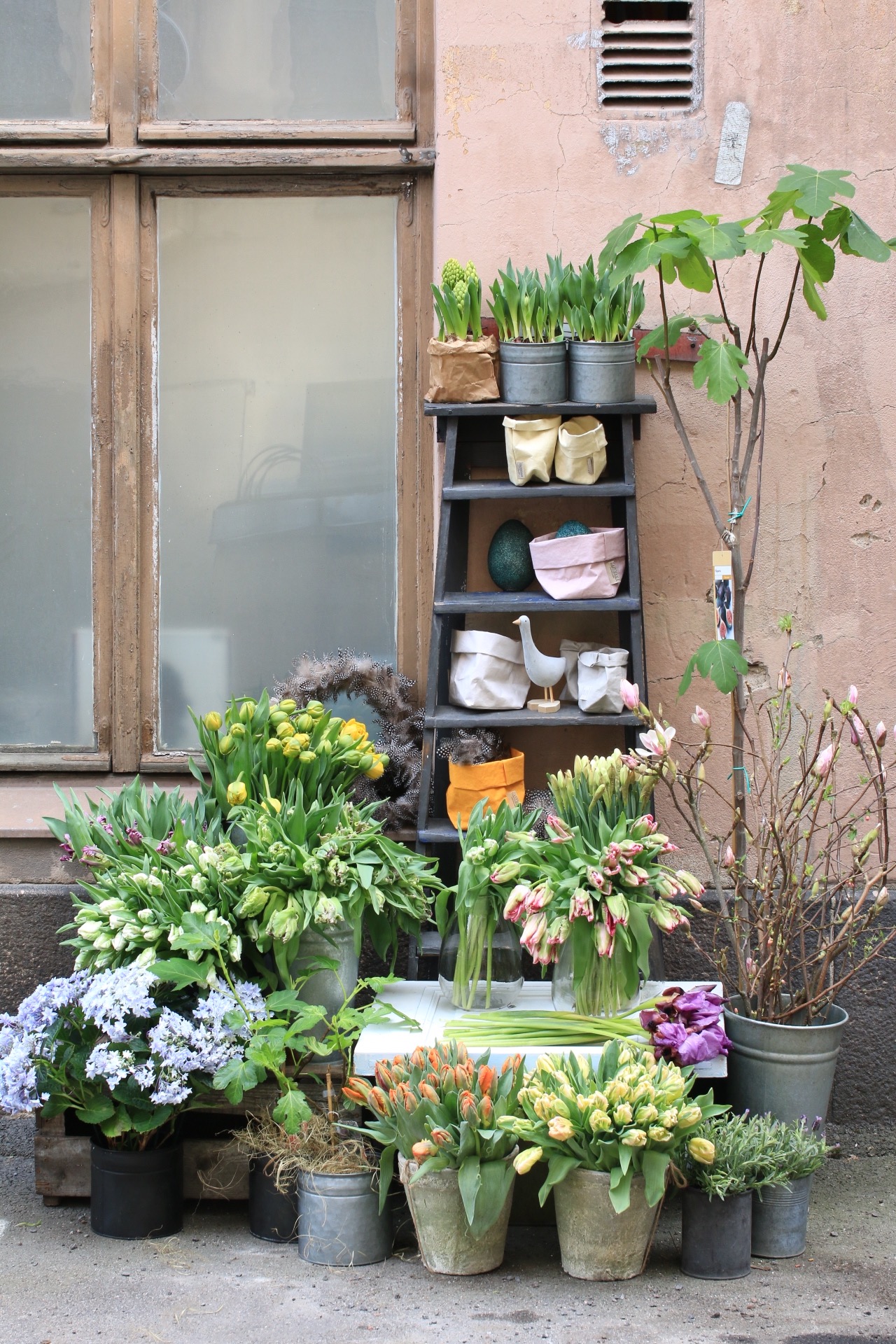 Kevät ja tulppaanimania