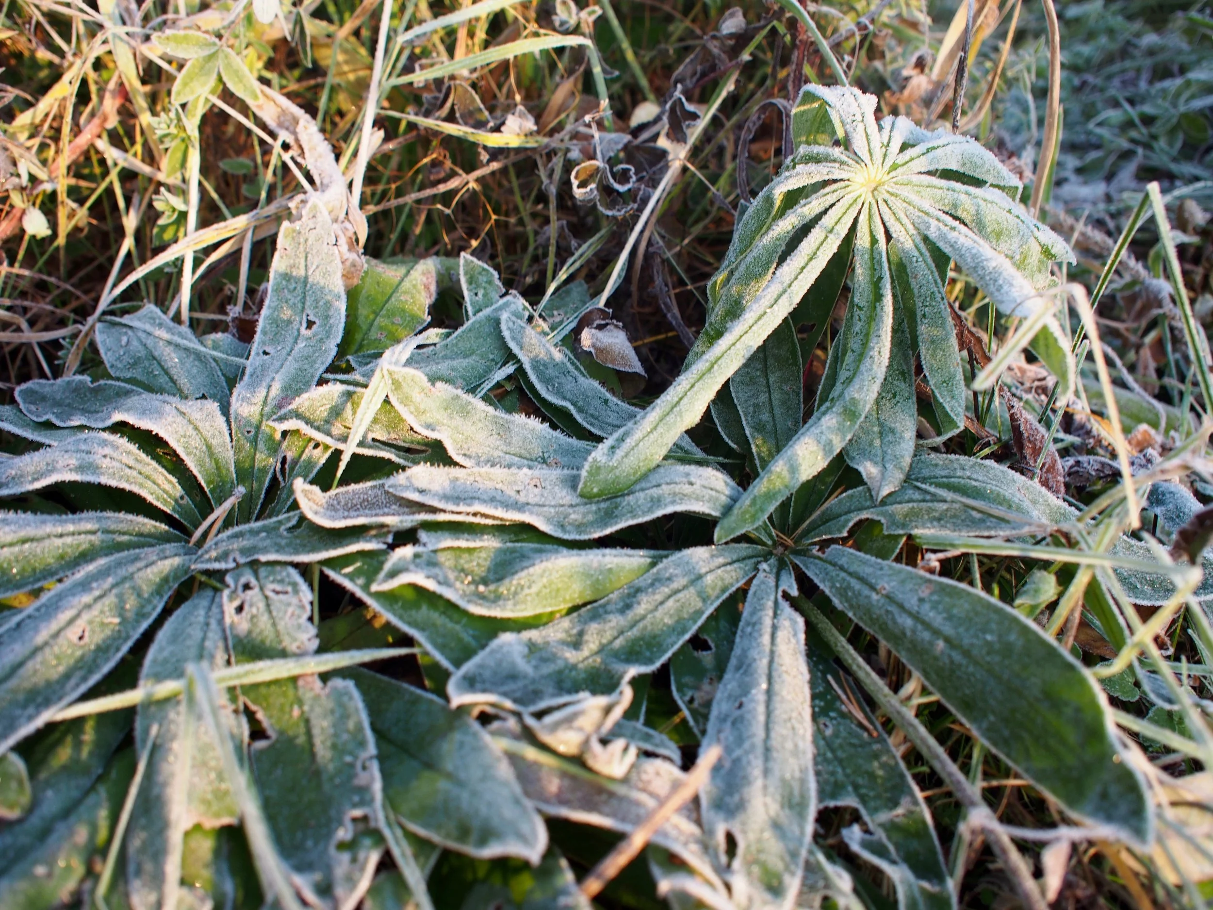 Puutarhan nollapiste