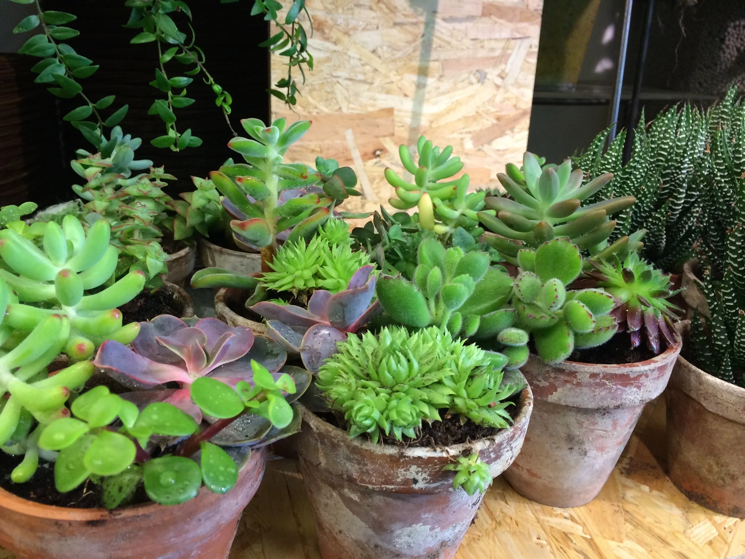 Sinnikkäät sukkulentit