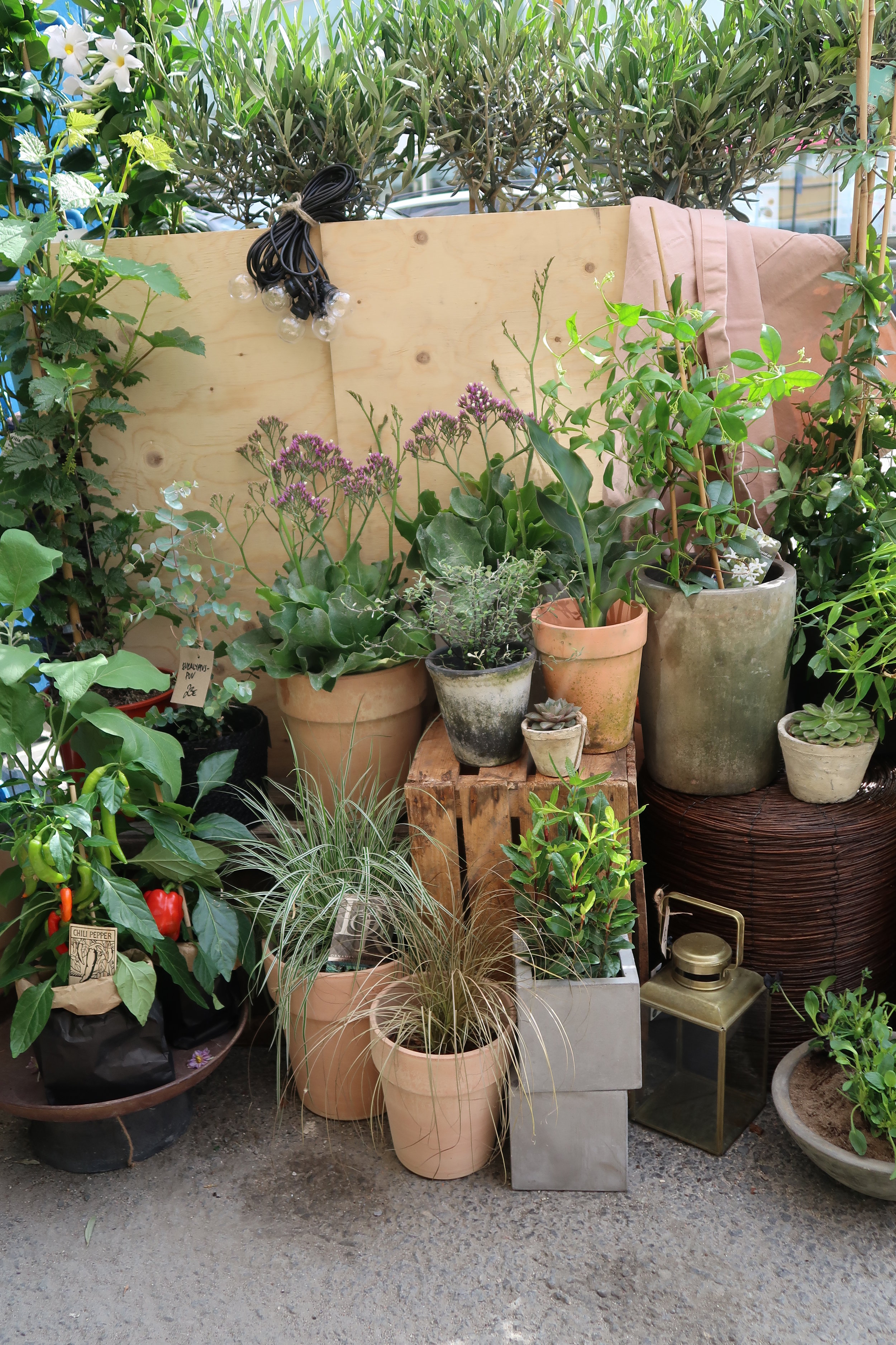 Ready, steady, Bloom!