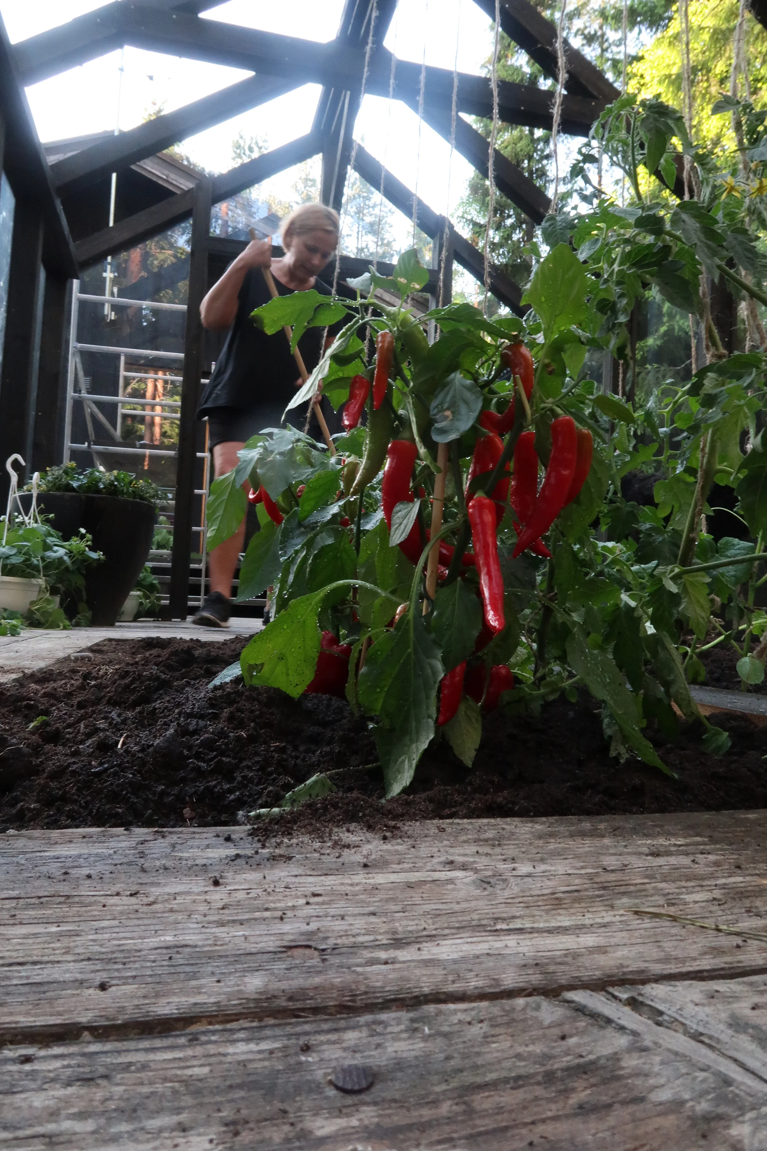 Metsäpihan puutarhaunelmia