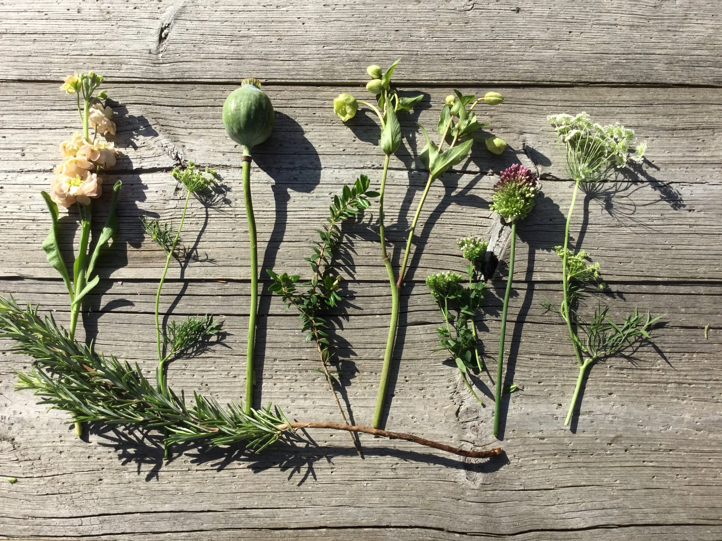 Neitin Willmottin haamu