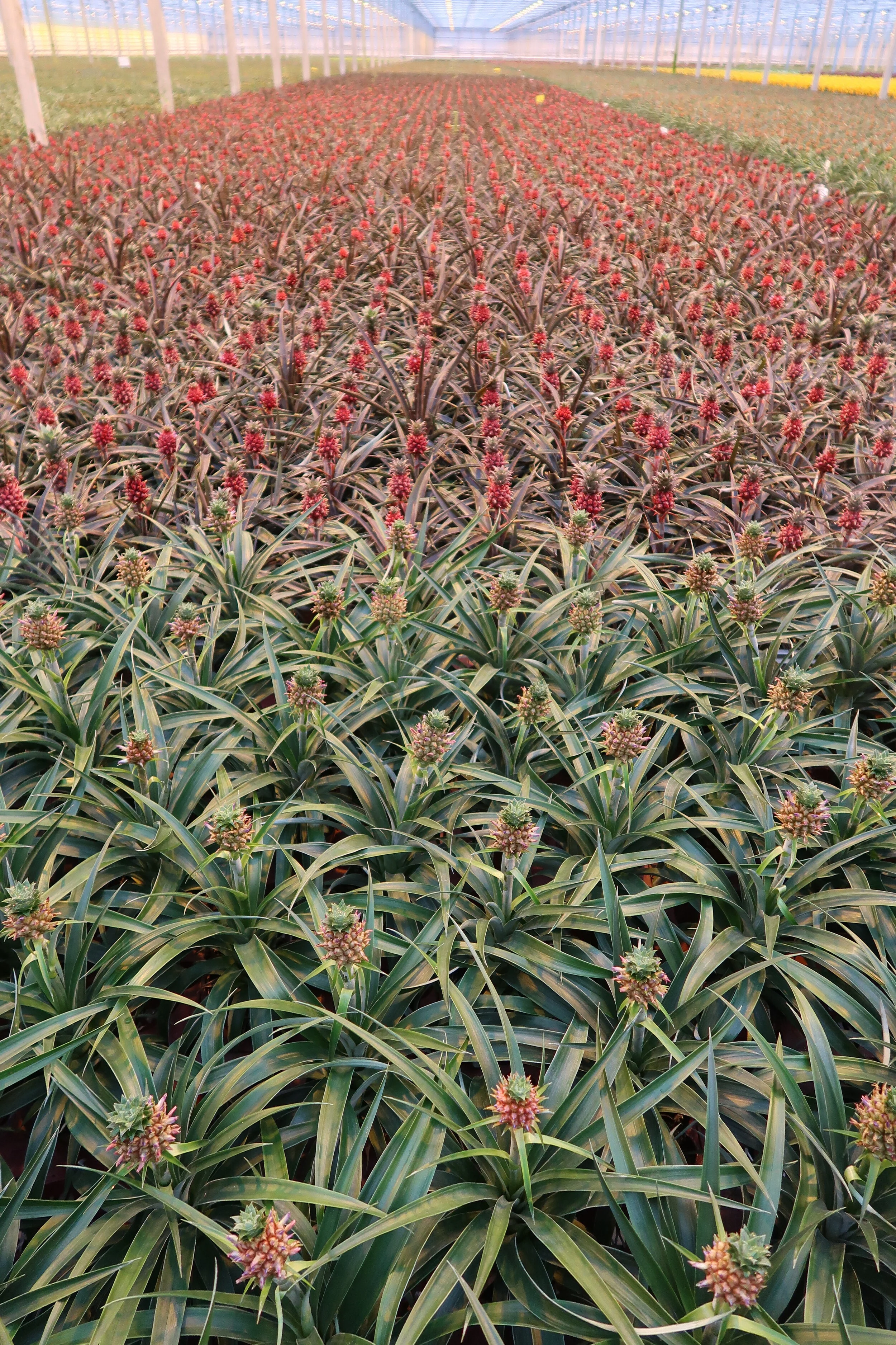 Terveiset Amsterdamista 2/3