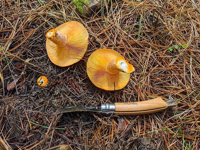 Foraging is the perfect walking mediation during these times. Bonus points for being social distancing approved. Thanks @mosshouseau for kicking off the season with a strong start. Now what to do with a couple kilos of mushies...
.
.
.
#foraging #for