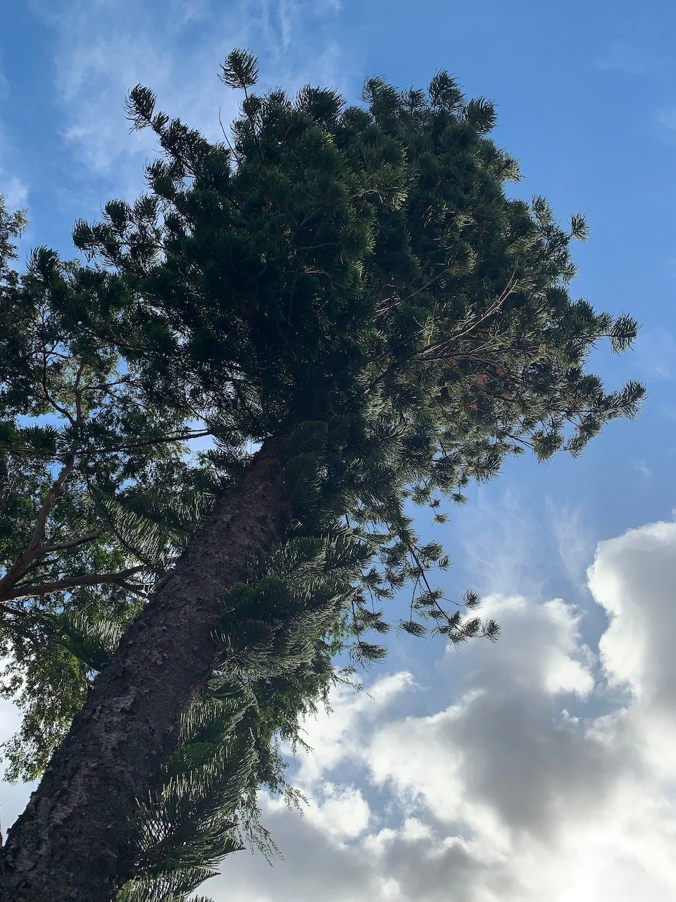 The tree that told a story