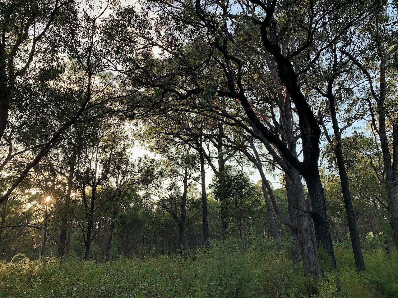 Burran, a season for restraint