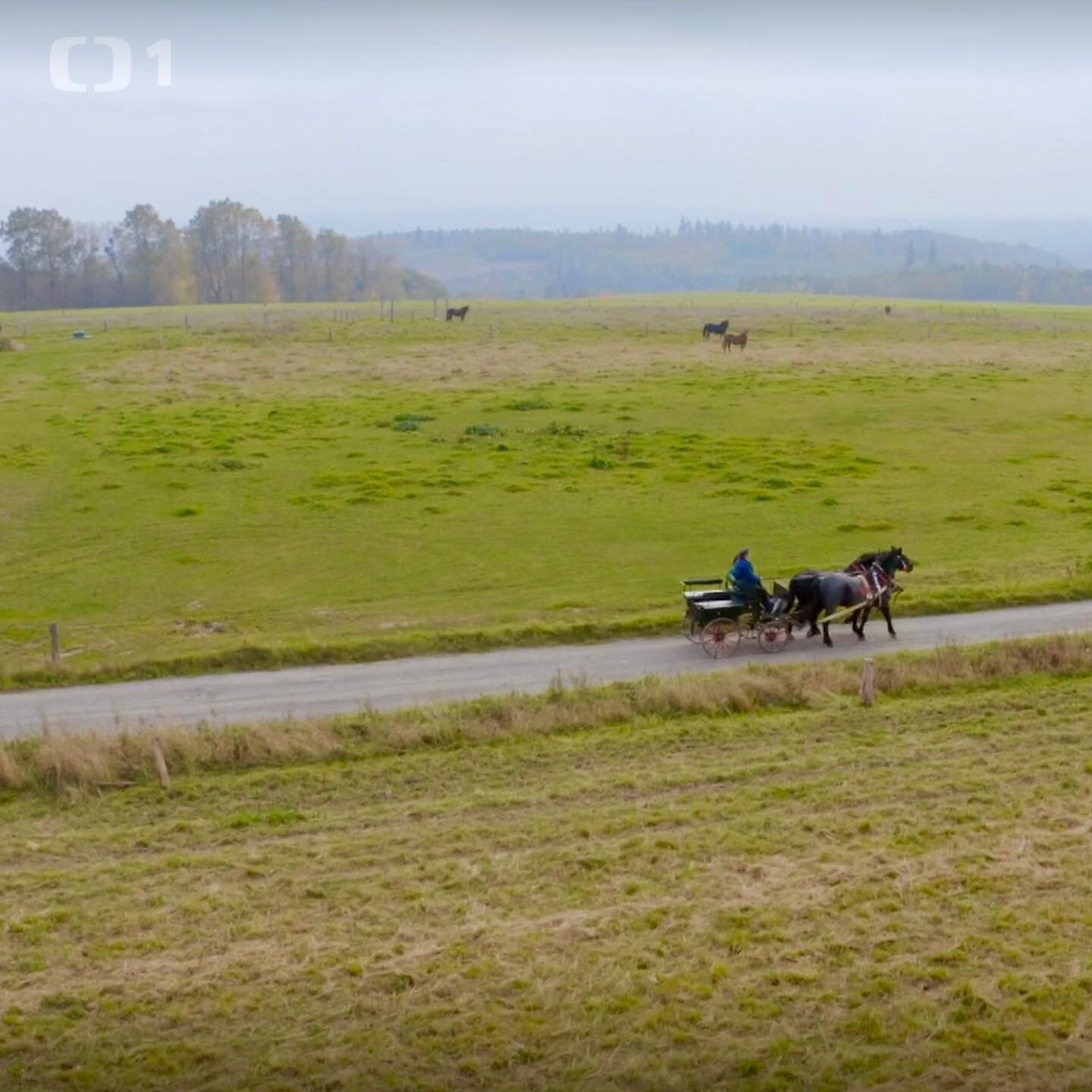 S na&scaron;&iacute;m slezsk&yacute;m norikem 🐴 a nedotčenou př&iacute;rodou Odersk&yacute;ch vrchů 🌳 jsme se objevili v posledn&iacute;m d&iacute;le Herb&aacute;ře. ❤️🌿 Jsme hned na zač&aacute;tku, tak se určitě koukněte 👉🏻 v BIU

#FarmaKlokočo
