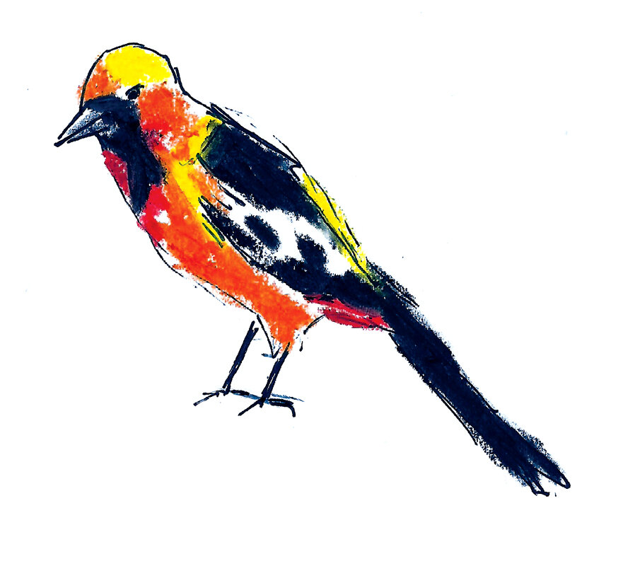 oriole.jpg