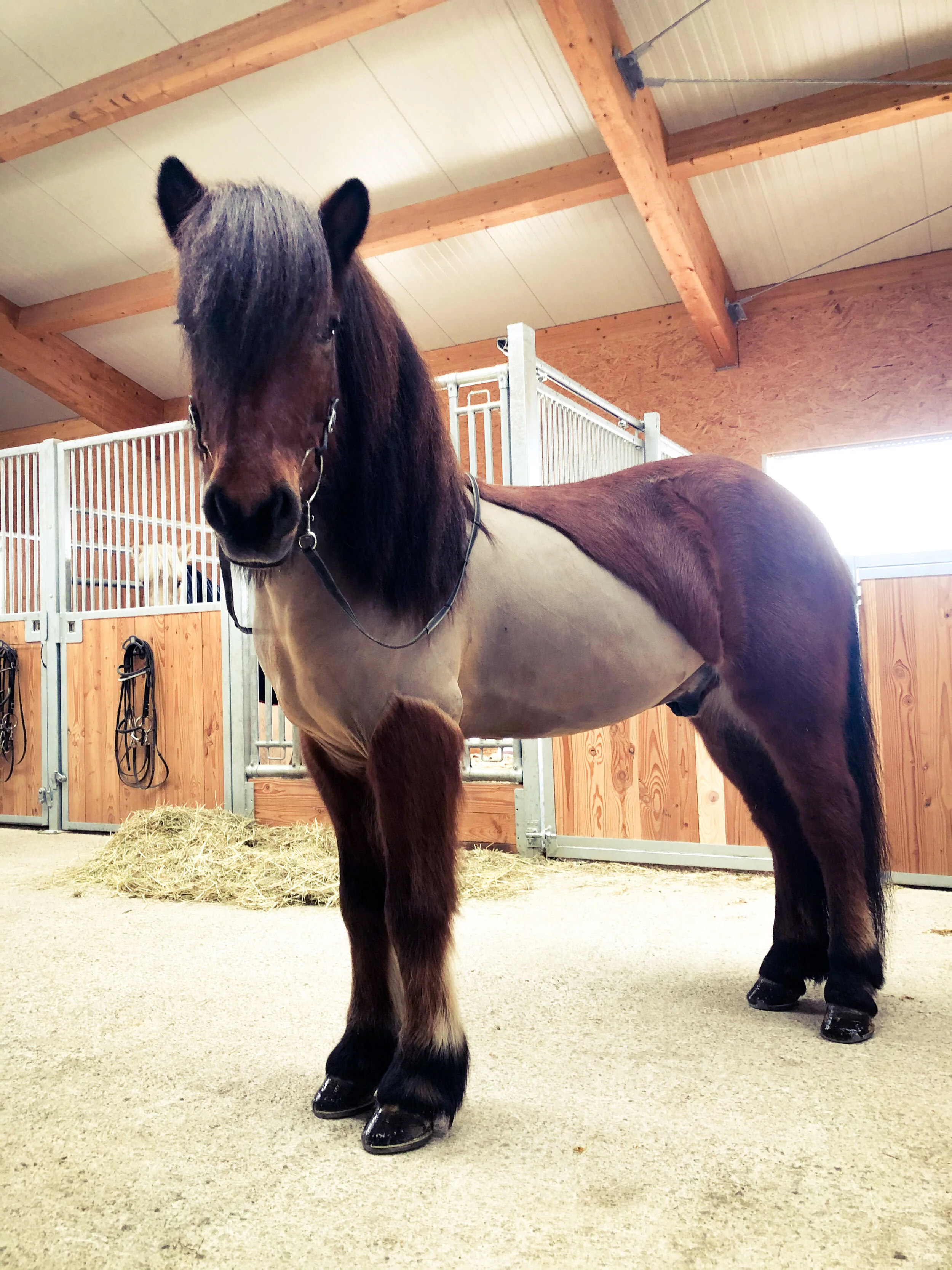 Neue schöne Verkaufspferde