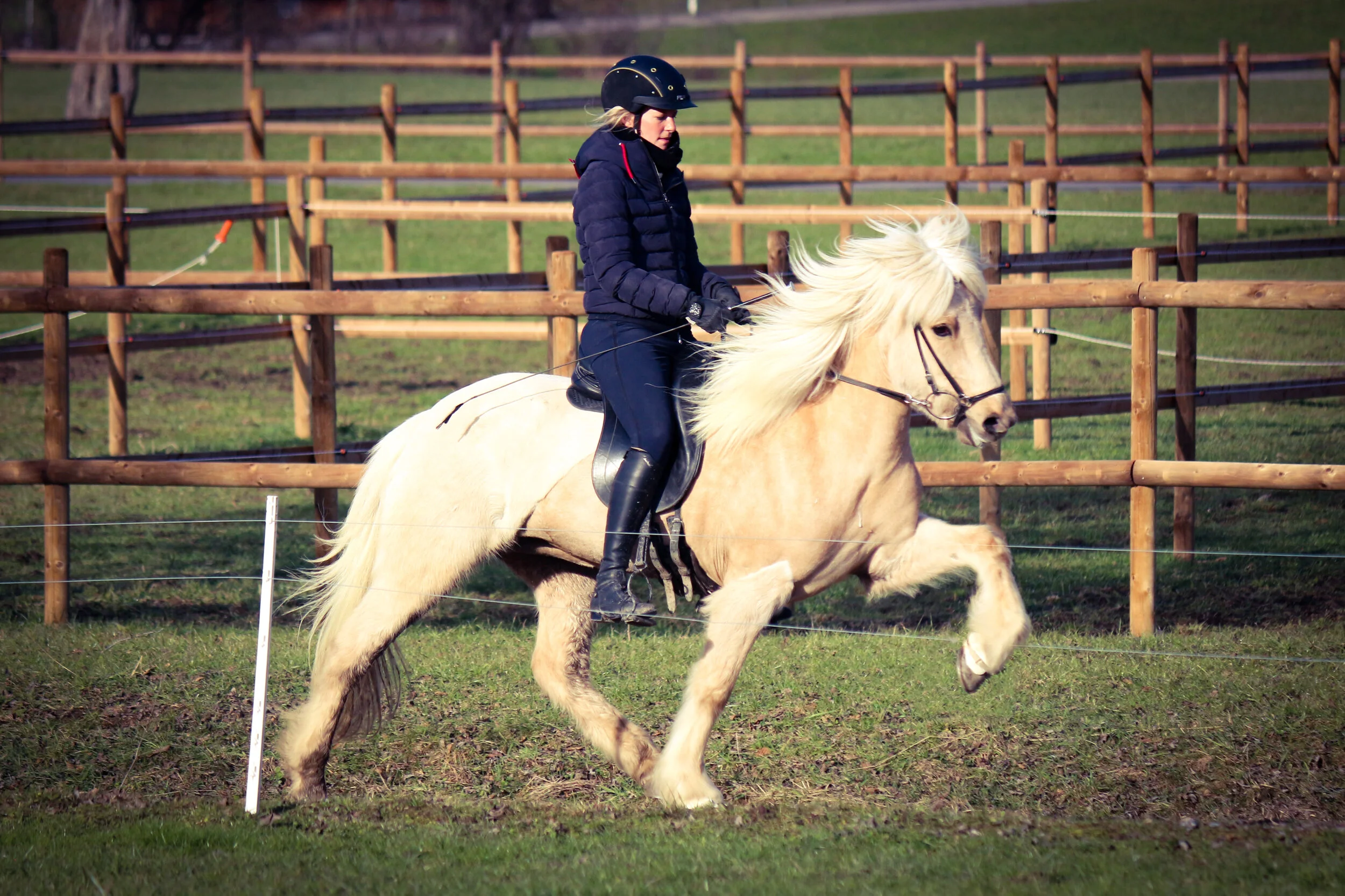 Verkaufspfderd «Freyja fra Lian»