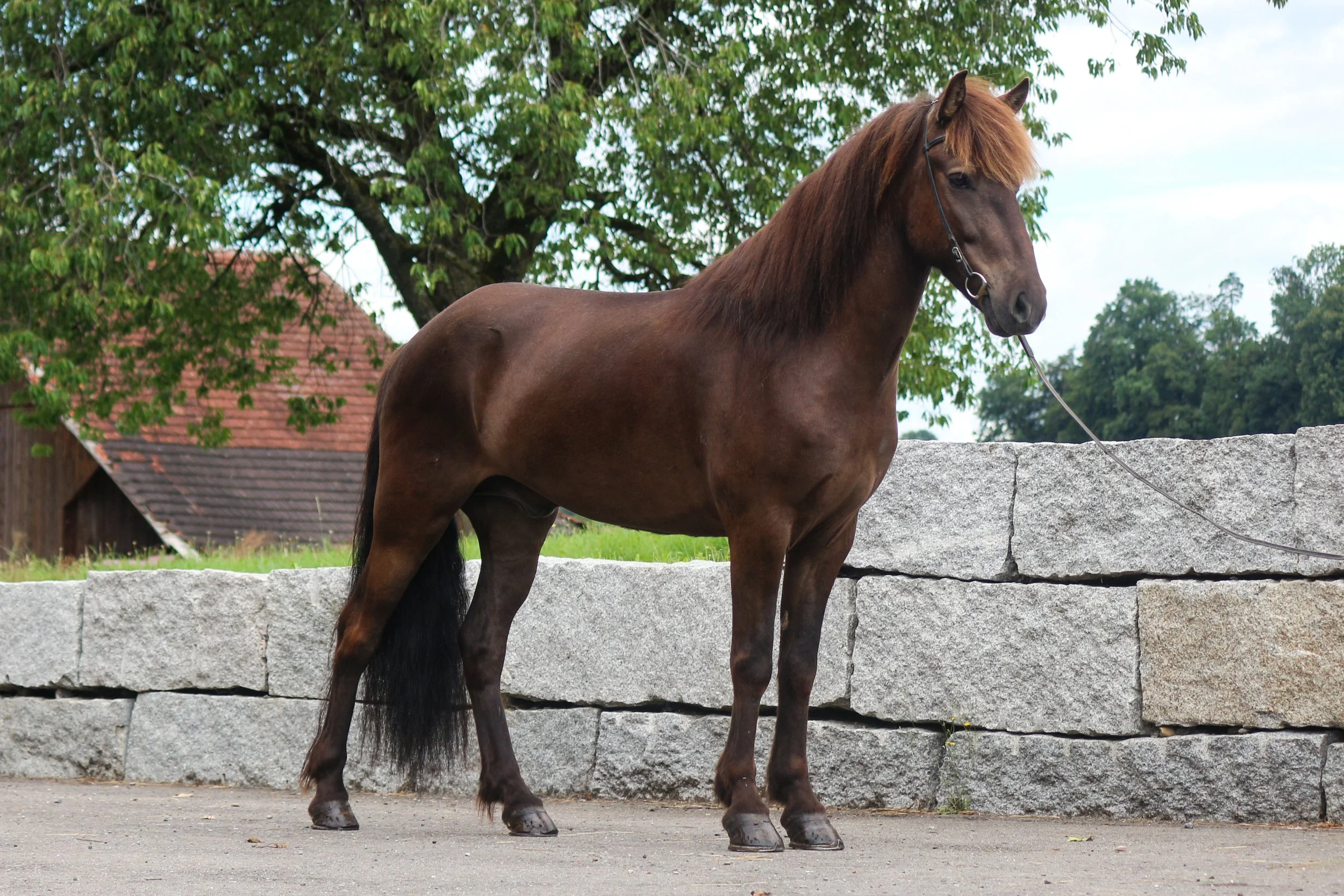 NEUE Verkaufspferde !