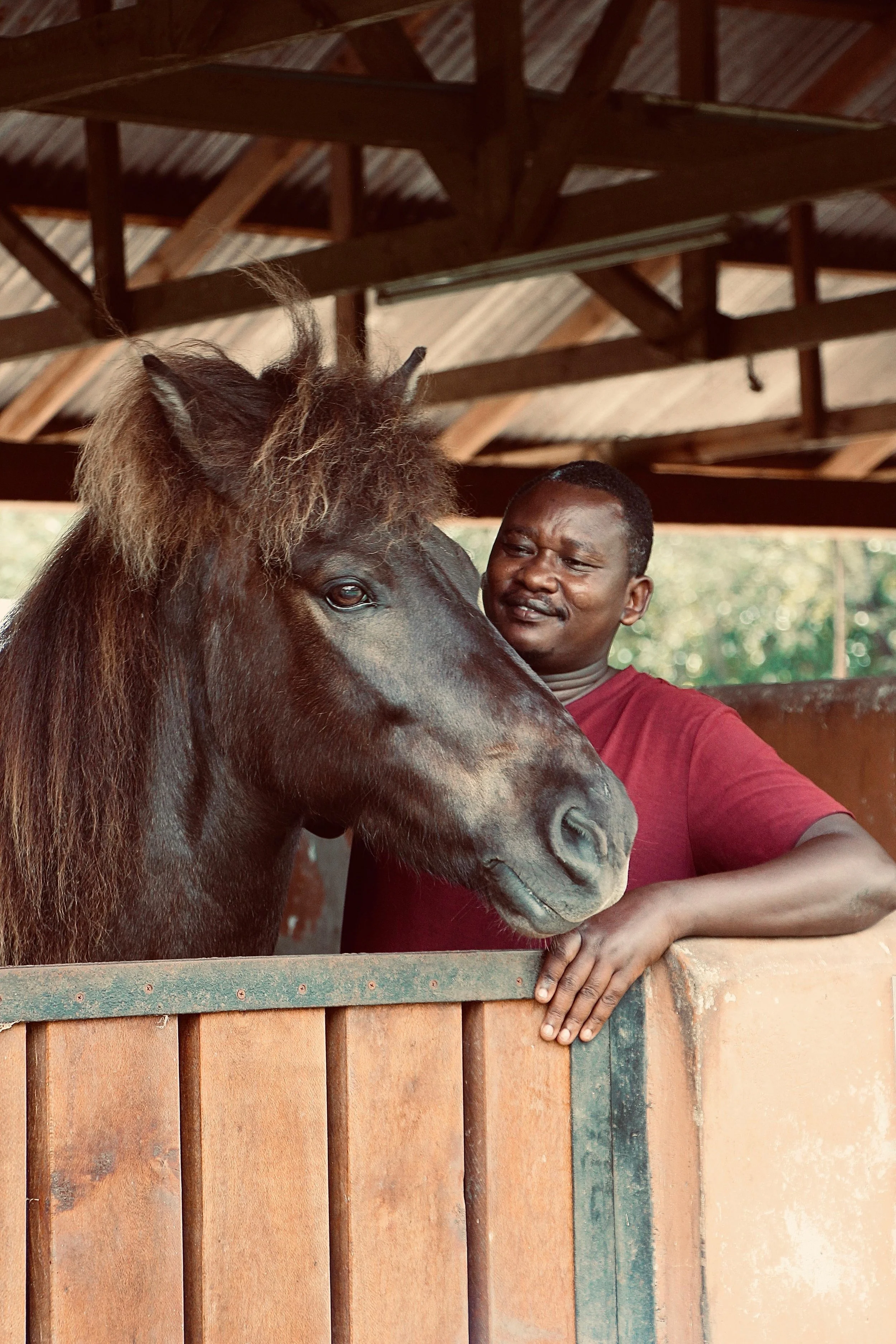 Ein Herzensprojekt: Mein erstes Islandpferd für Tansania, Afrika