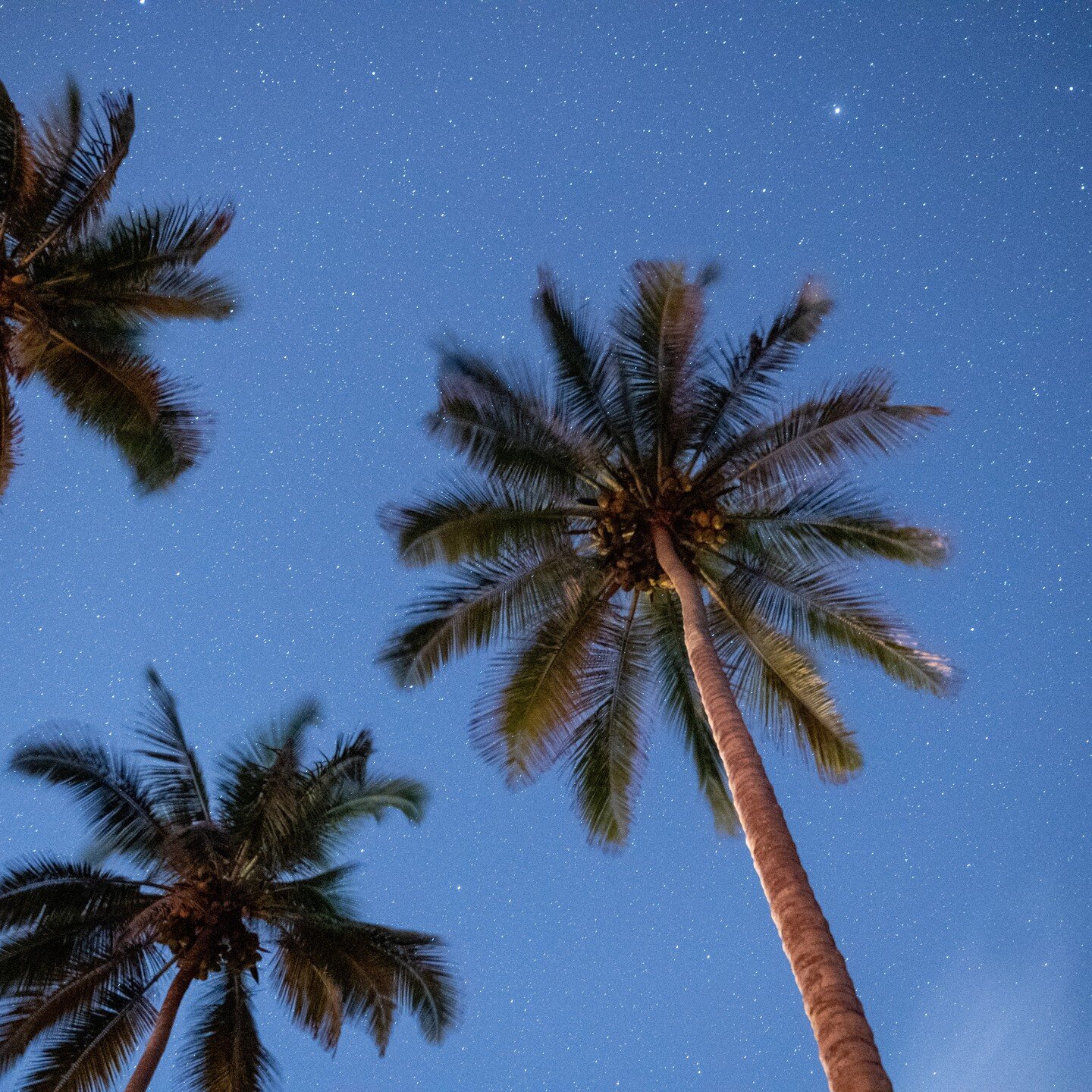 Summer nights ✨
. 
. 
www.casachapolin.com 
. 
. 
#casachapolin #boutiqueguesthouse #surfeatsleeo #hotel #boutique #sky #nature #stars #surfing #palomino #palominocolombia #palominoguajira #laguajira #colombia #santamarta #sierranevada #palms #night 