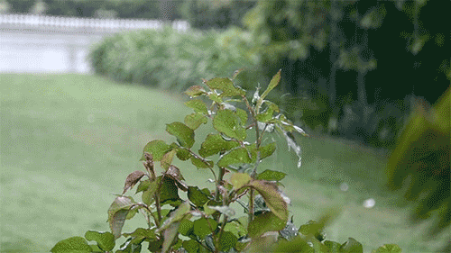 rain.gif