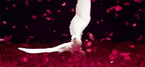 dove.gif
