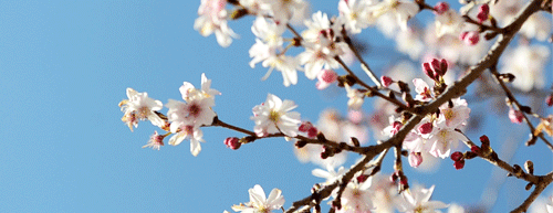 spring-gif.gif