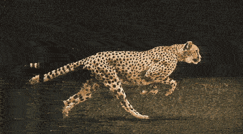 big cat gif