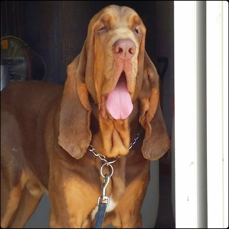 Smögen 2011 10 YO “Dante”