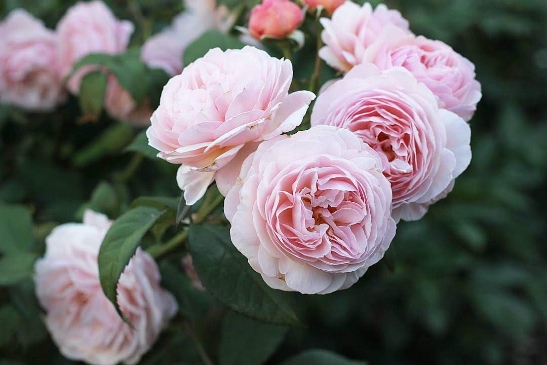 5 Tips for Growing Climbing Roses Zone 5 — East City Candles