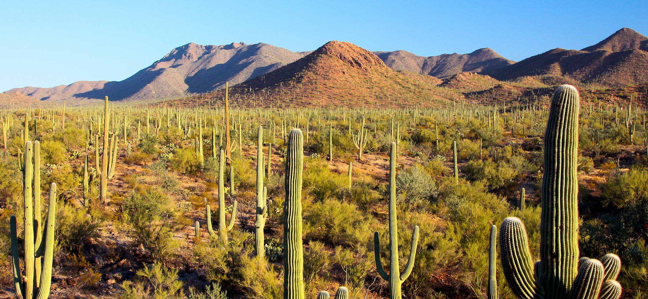 Desert.jpg
