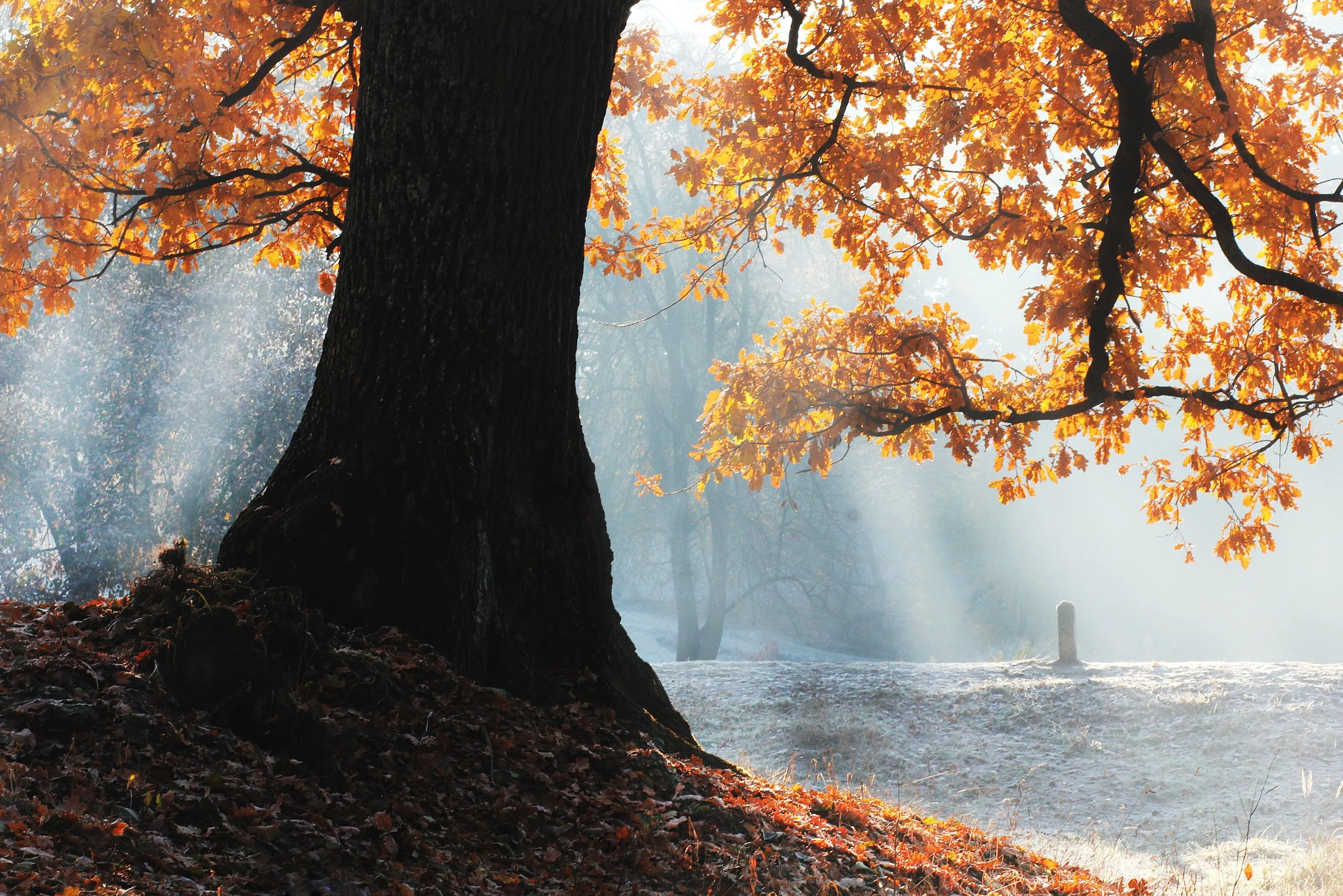 A Psalm of Thanksgiving