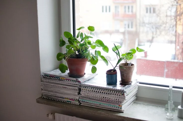 Growing Roots in Christ