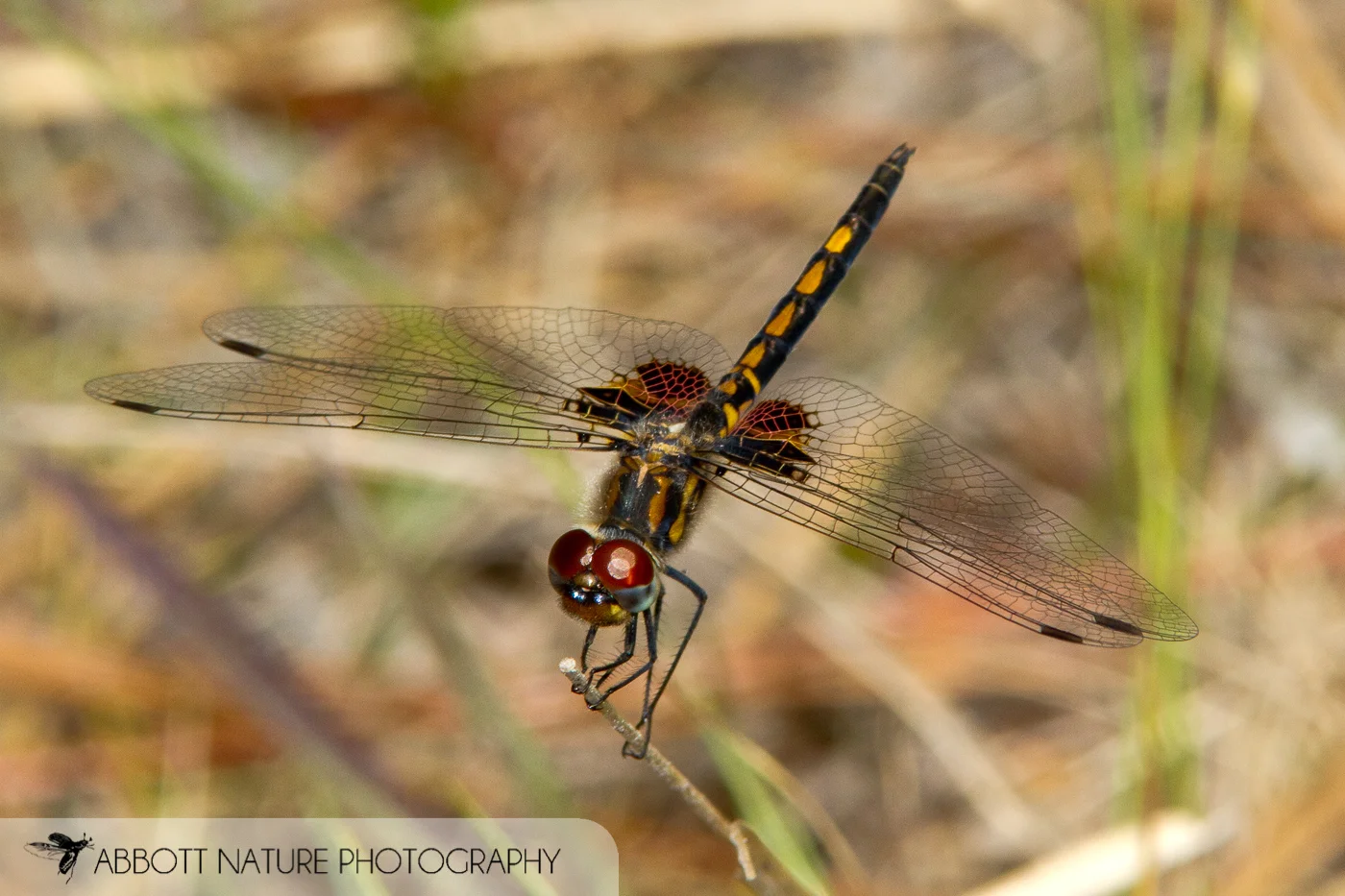 Ornate Pennant ( Celithemis ornata )