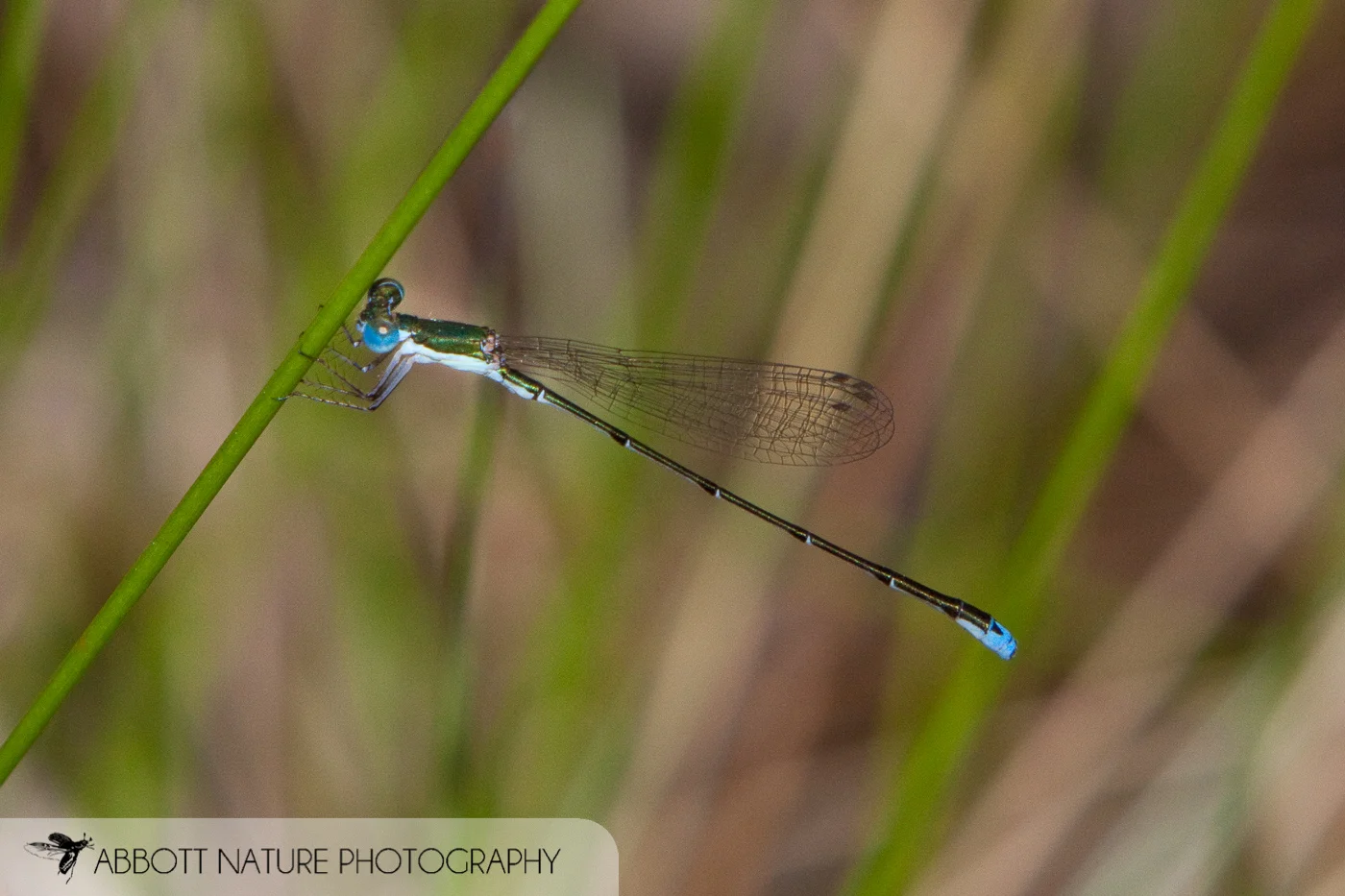 Southern Sprite ( Nehalennia integricollis )