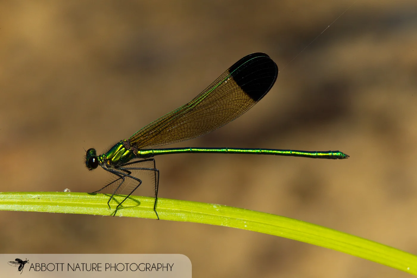 Sparkling Jewelwing ( Calopteryx dimidiata )