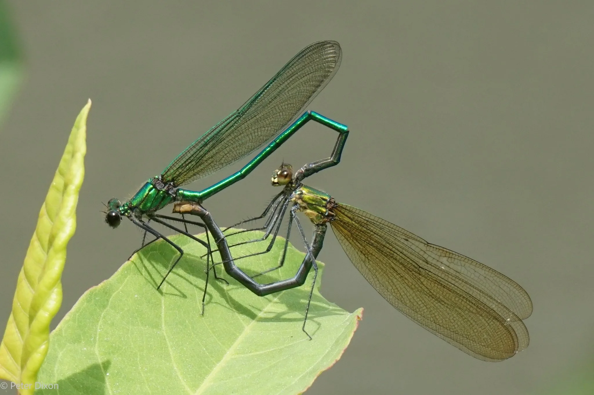 Appalachian Jewelwing