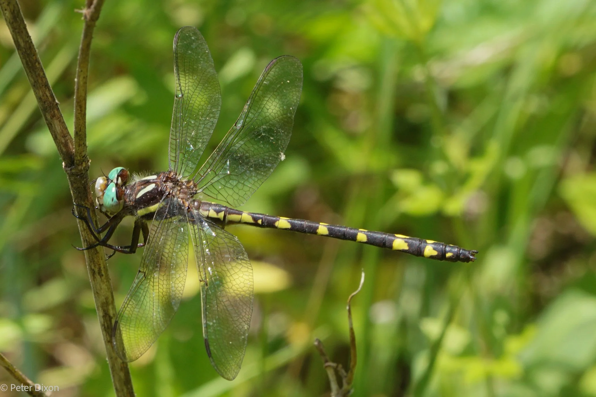 Brown Spiketail
